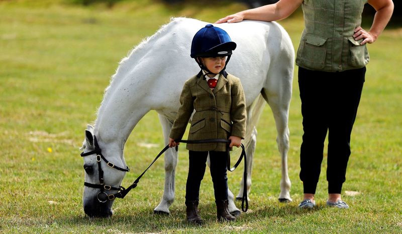 Connemara Pony