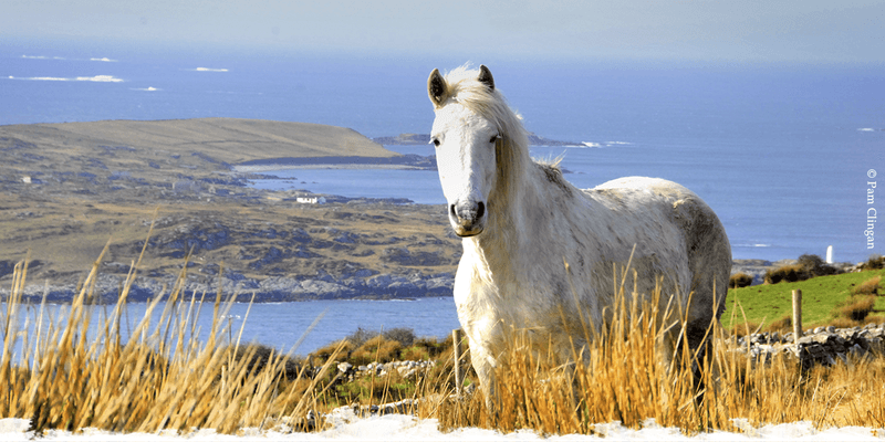 Connemara Pony