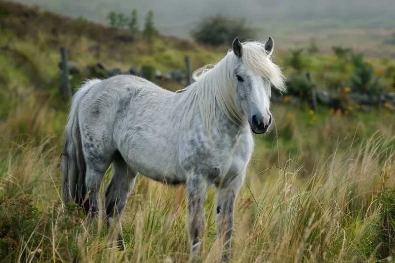 Connemara Pony