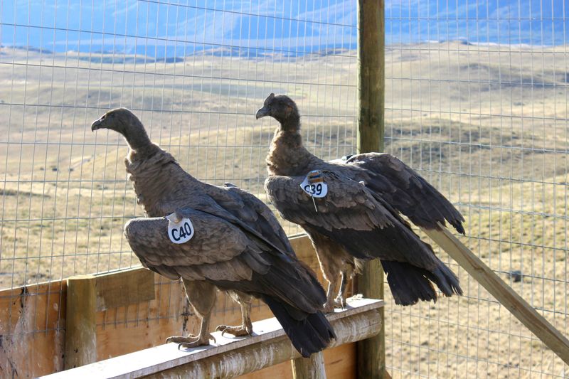 Conservation Challenges