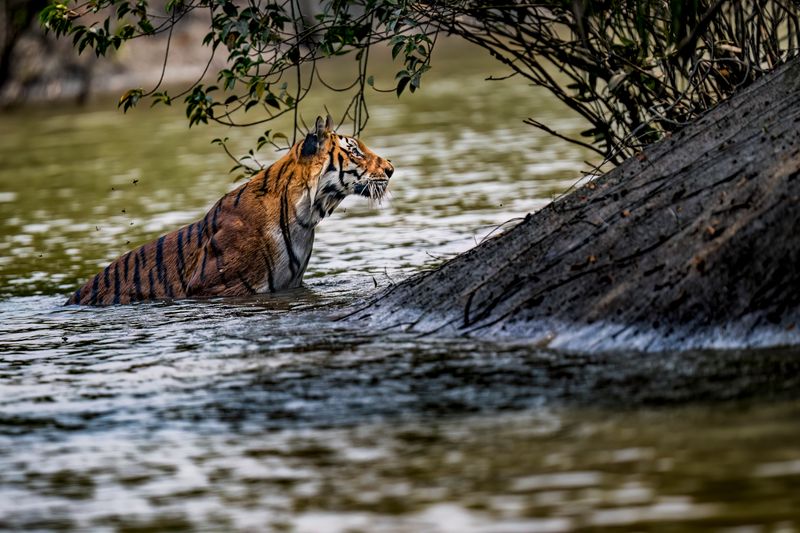 Conservation Challenges
