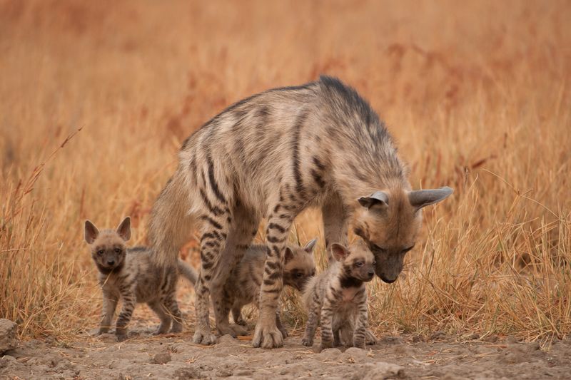 Conservation Efforts and Challenges