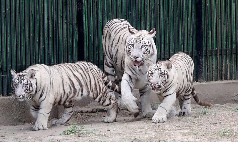 Conservation Efforts