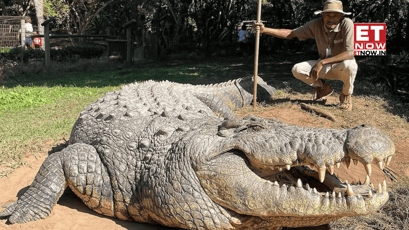 Conservation Efforts