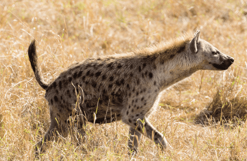 Conservation Status