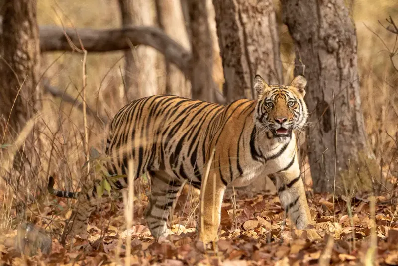 Conservation Status