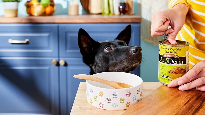 Consider Your Dog's Allergies