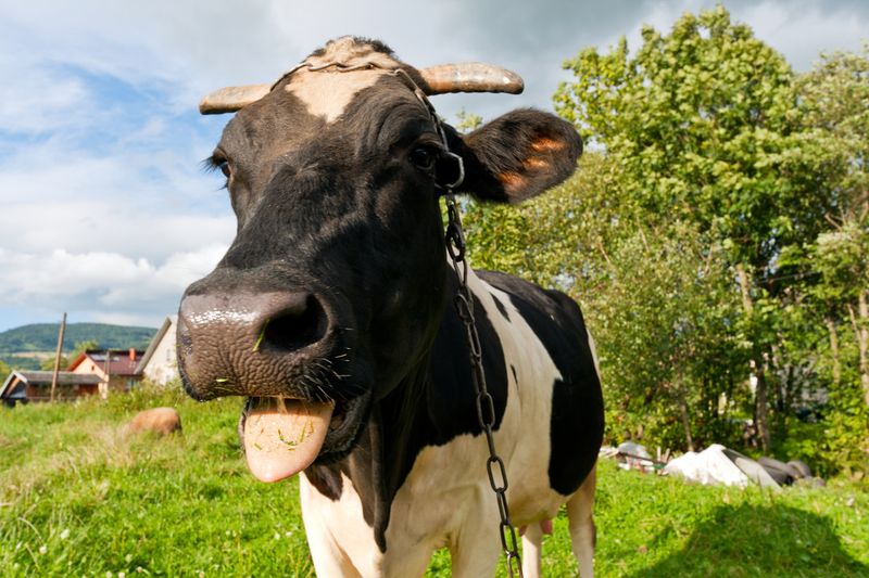 Contented Cud-Chewing in Cows