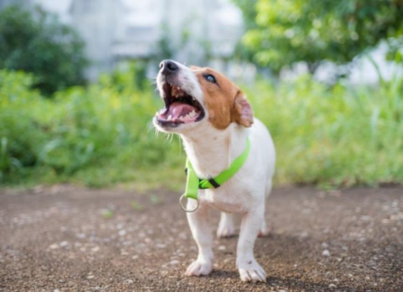Control the Barking
