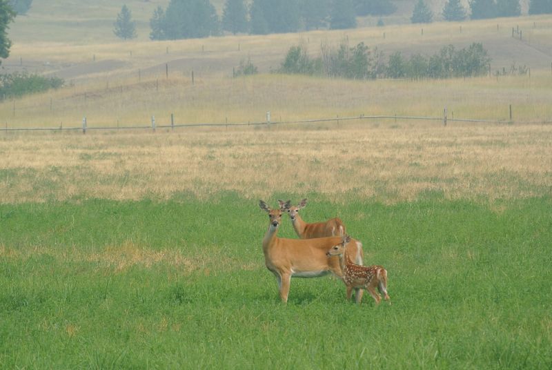 Controlling Deer Populations