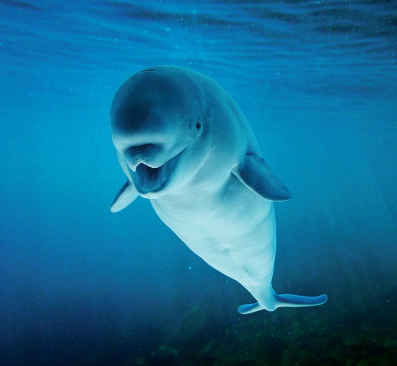 Cook Inlet Beluga Whale