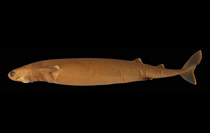 Cookiecutter Shark