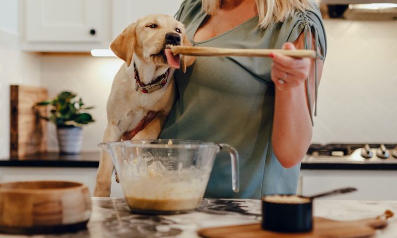 Cooking Dog Treats