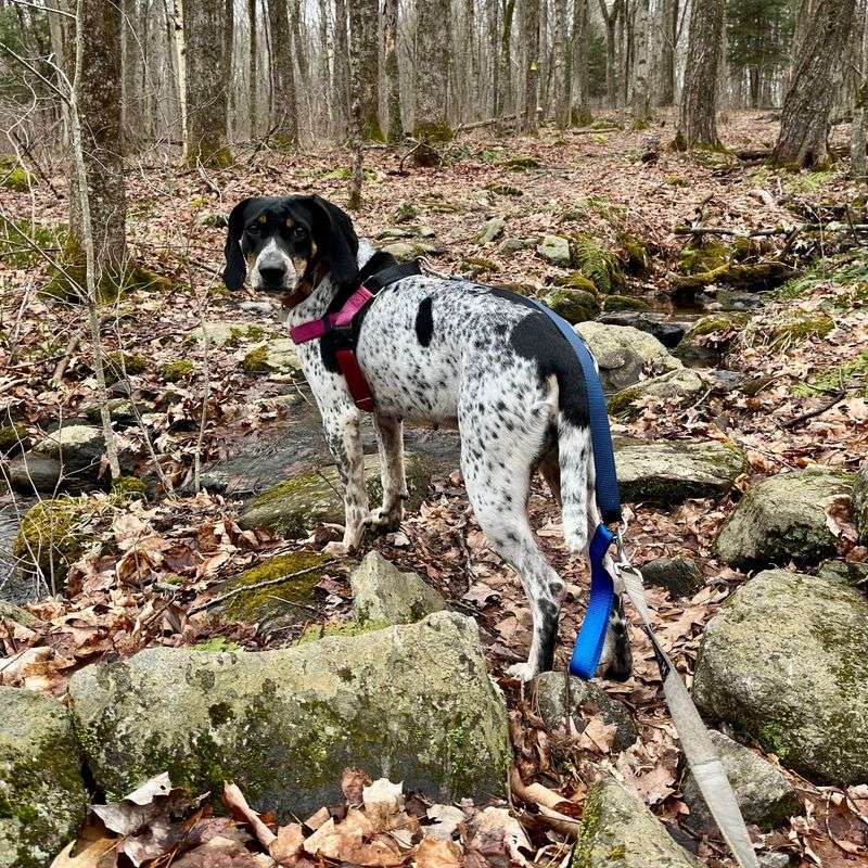 Coonhound