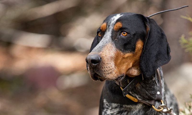 Coonhound