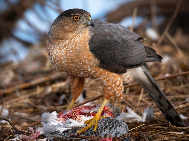 Cooper's Hawk