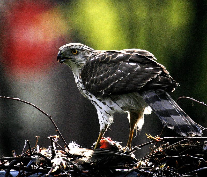 Cooper's Hawk
