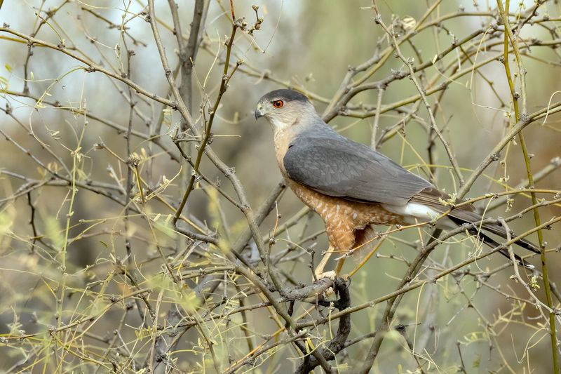 Cooper's Hawk