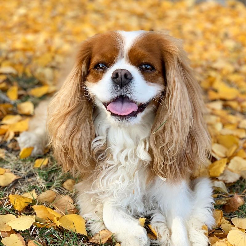 Cooper - Cavalier King Charles Spaniel