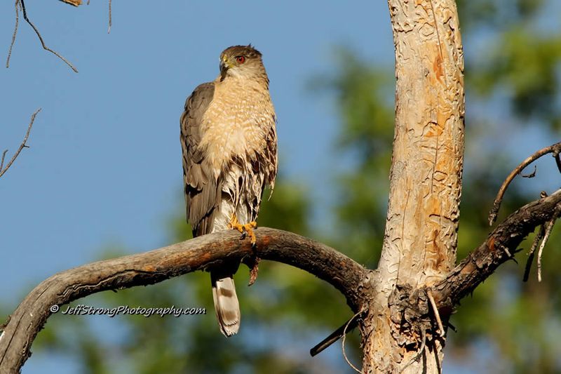 Cooper's Hawk