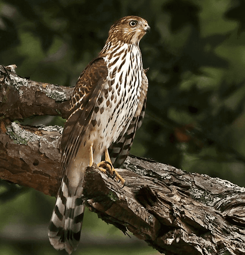 Cooper's Hawk