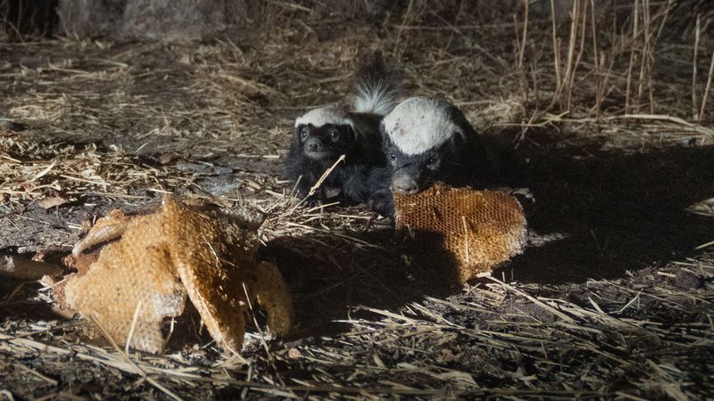 Cooperative Hunting