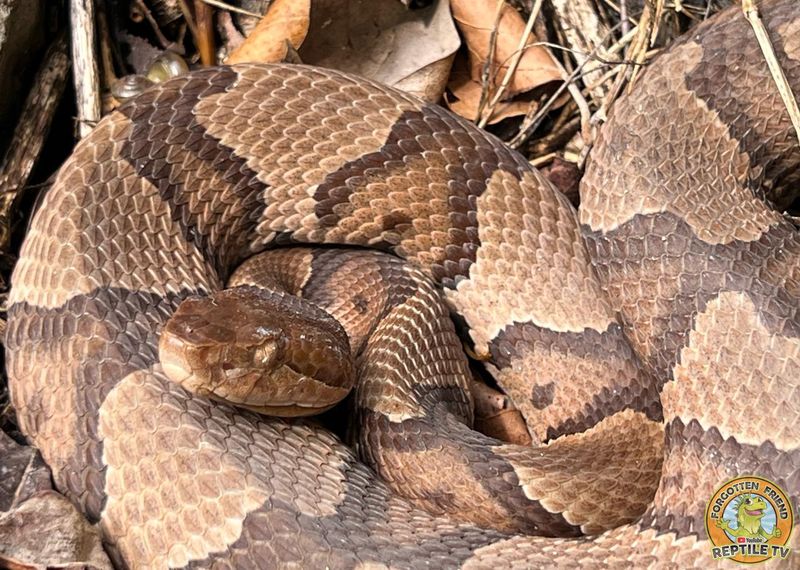 Copperhead