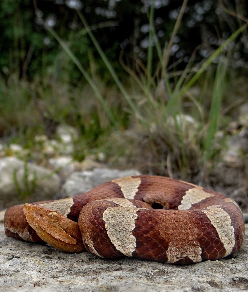 Copperhead