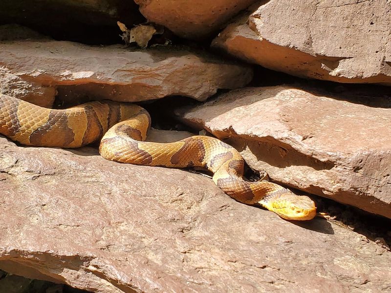 Copperhead Snake