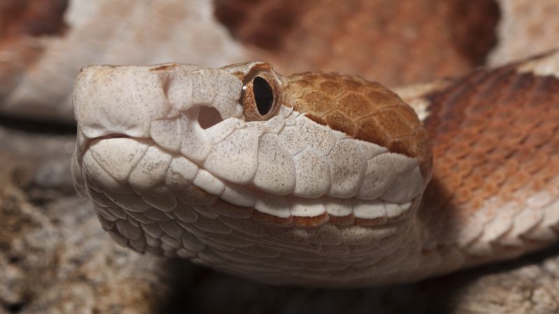 Copperhead Snake