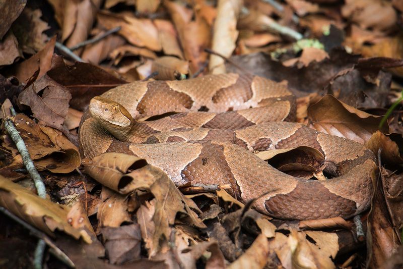 Copperhead Snake