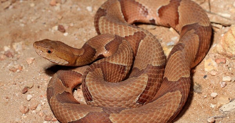 Copperhead Snake