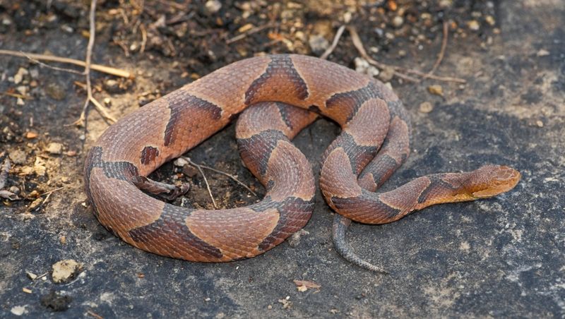 Copperhead