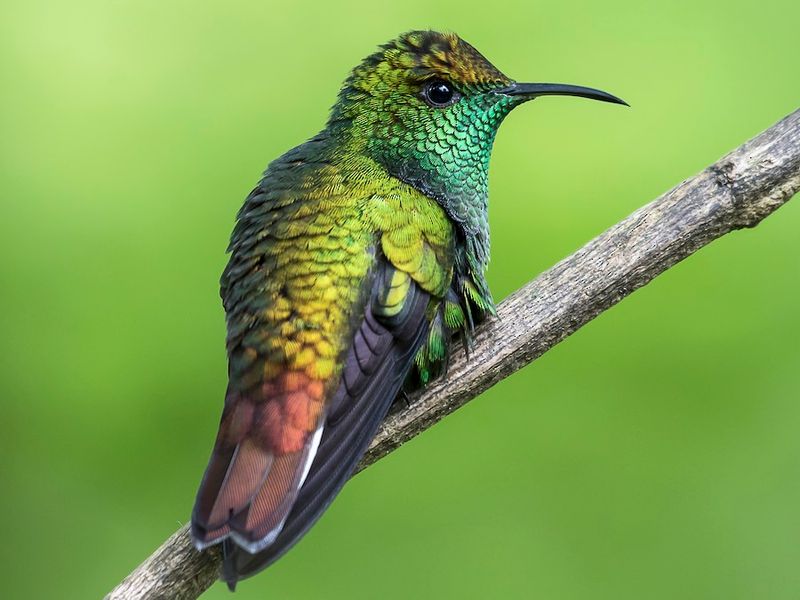 Coppery-headed Emerald
