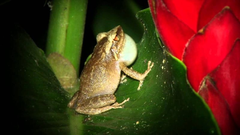 Coquí Frog