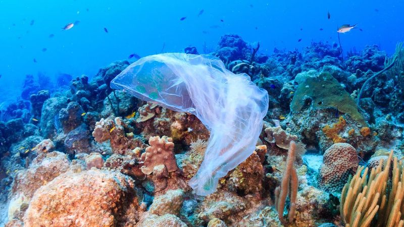 Coral Reefs and Plastic Pollution