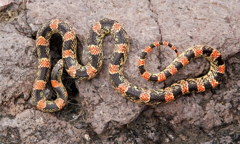 Coral Snake