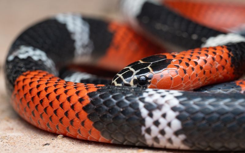 Coral Snake