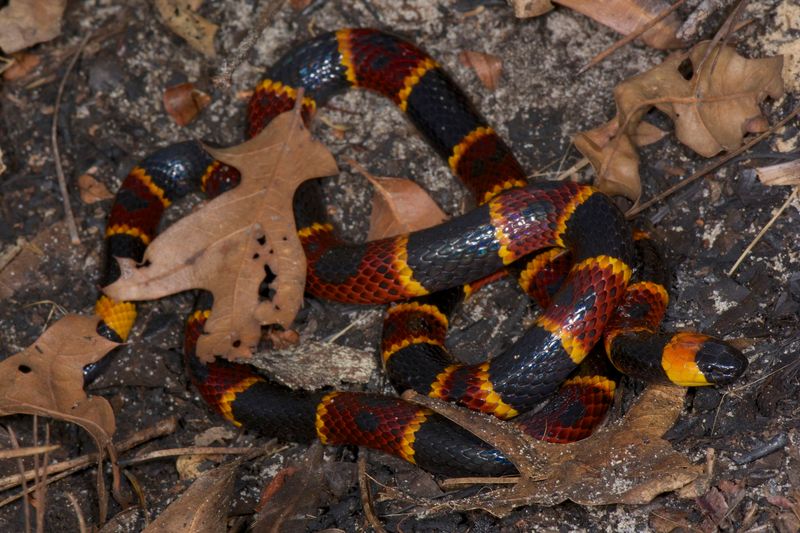 Coral Snake