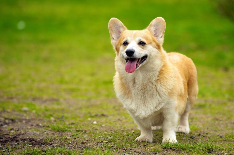 Corgi