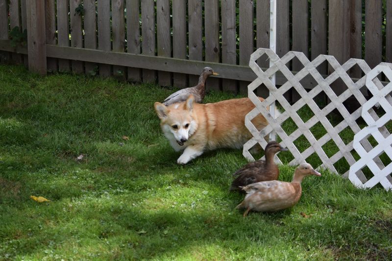 Corgi