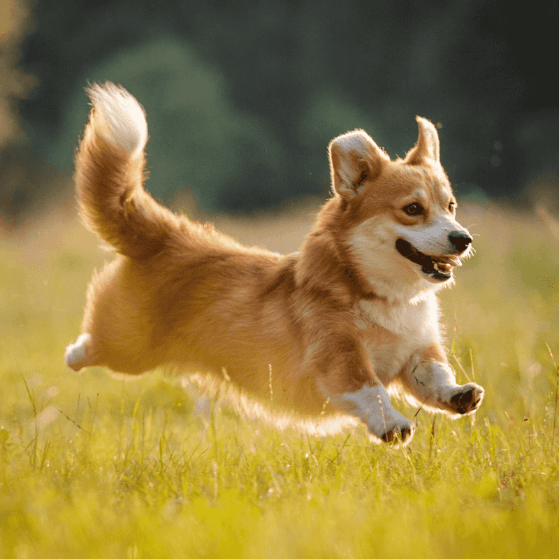 Corgi