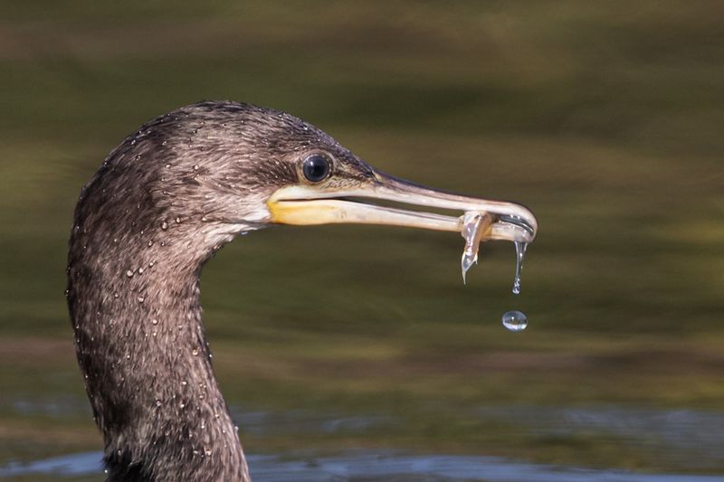 Cormorant