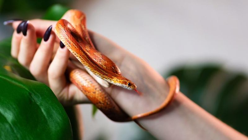 Corn Snake