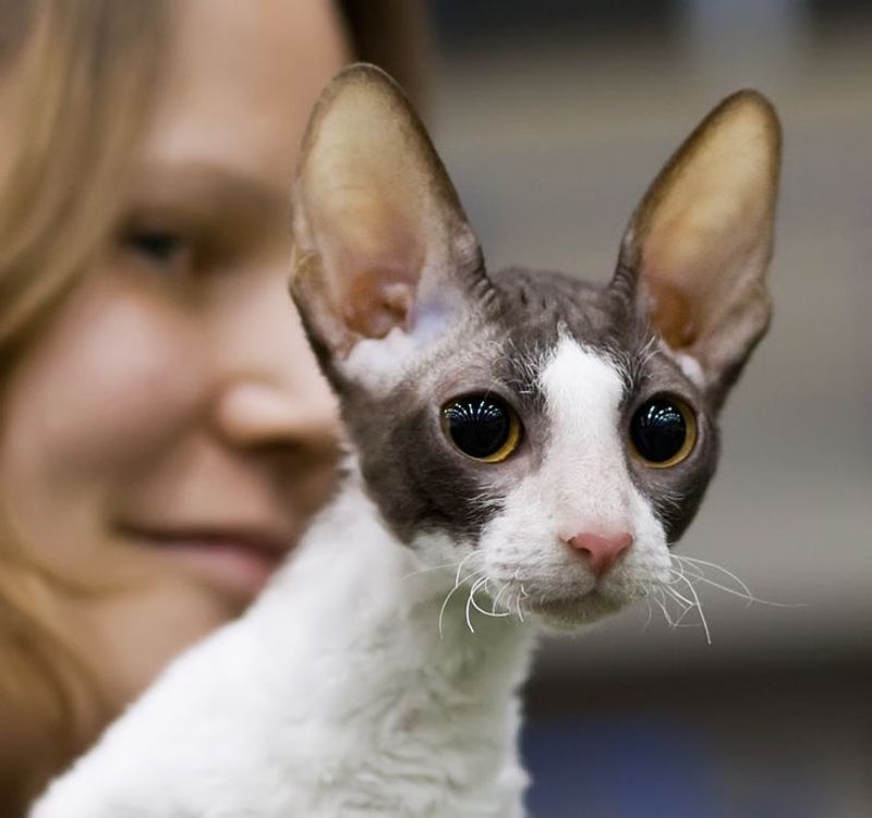 Cornish Rex