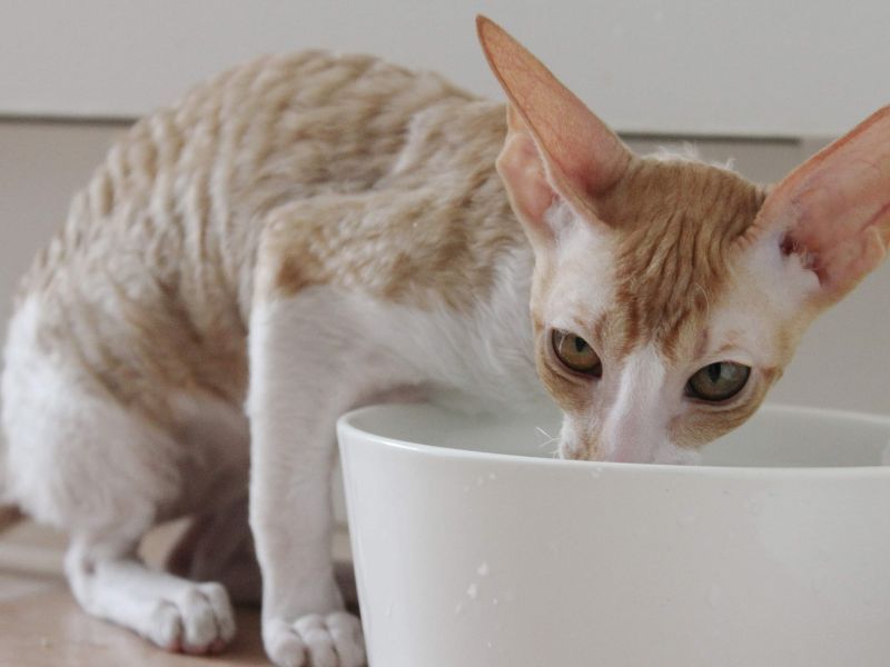Cornish Rex