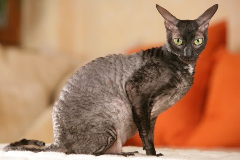 Cornish Rex