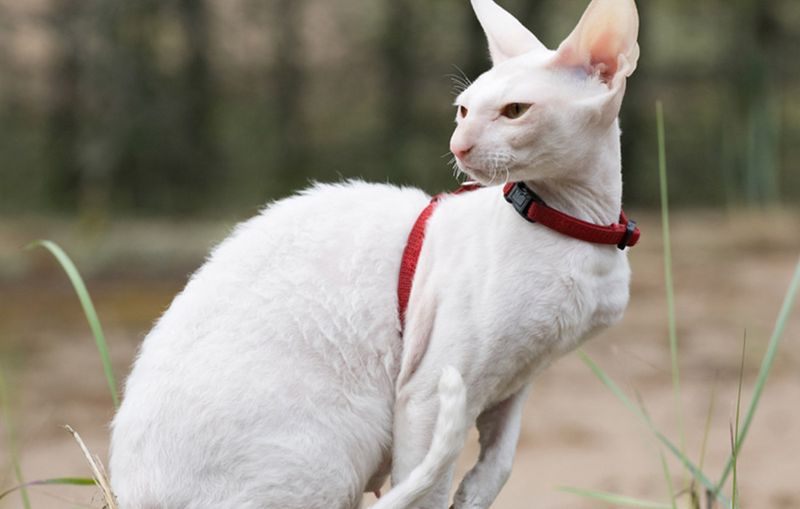 Cornish Rex