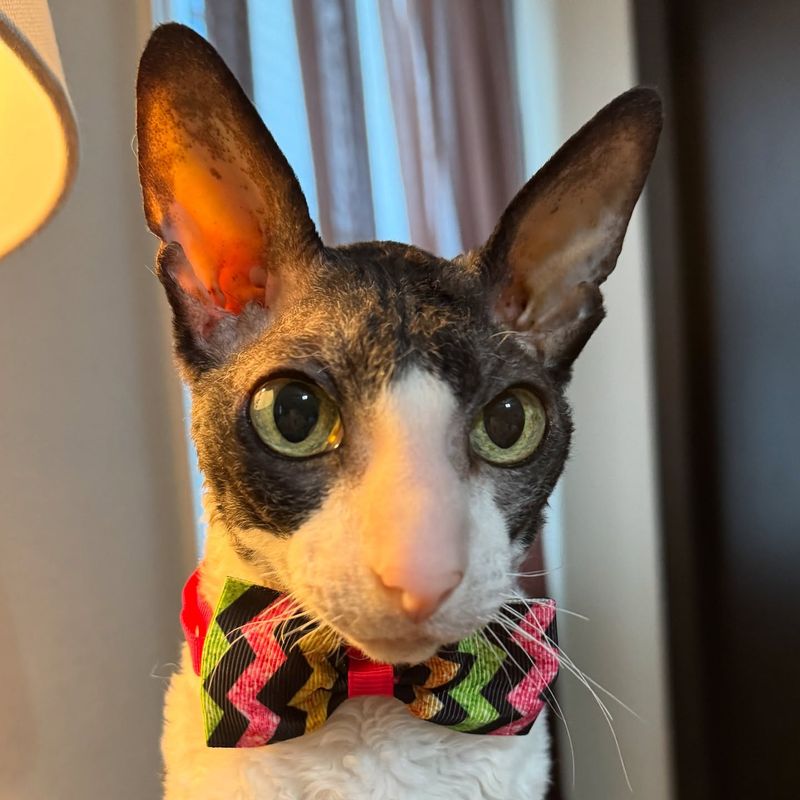 Cornish Rex
