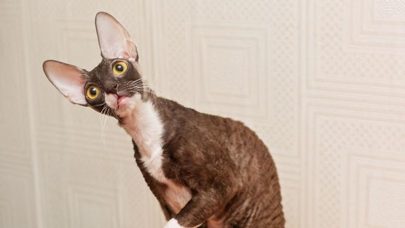 Cornish Rex